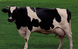 ozonoterapia--bovina-2